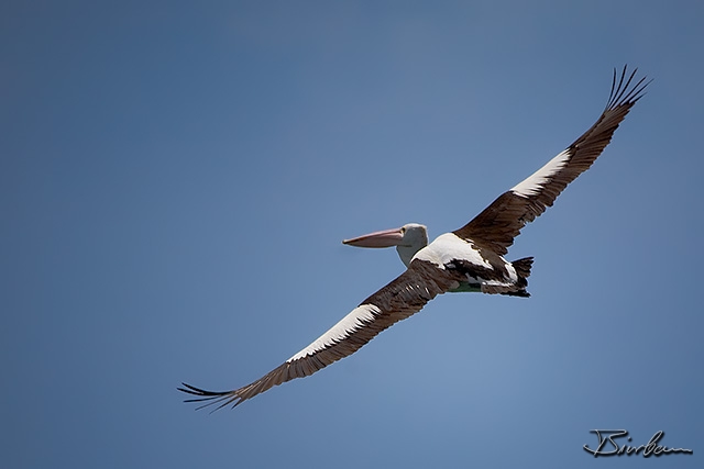 IMG_0361-Pelican Flying.jpg - Pelican